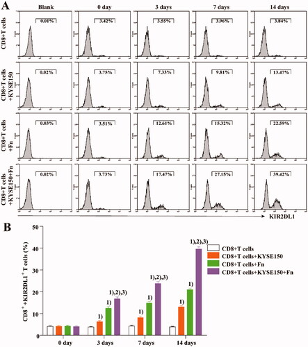 Figure 2. Fn can induce KIR2DL1 expression on CD8+ T cells. (A) The expression of KIR2DL1 on CD8+ T cells was detected by flow cytometry; (B) The expression of KIR2DL1 on CD8+ T cells among the groups at each time point was compared by one-way ANOVA; (1) Compared with the CD8+ T cells group, p < .05; (2) Compared with the CD8+ T cells + KYSE150 cells group, p < .05; (3) Compared with the CD8+ T cells + Fn group, p < .05.