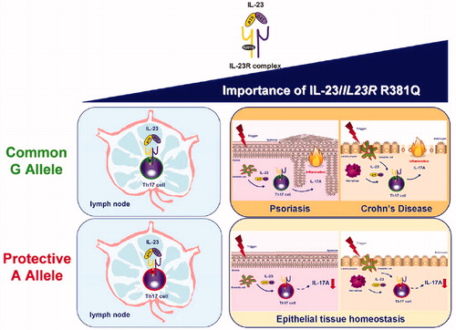 Figure 7. Importance of IL-23 and IL23R R381Q gene variant in TH17 cell function. The IL-23/IL-23R axis plays a pivotal role in both TH17 differentiation in the lymph nodes and TH17 cell effector functions in peripheral tissues, with the latter becoming increasingly relevant, especially in the context of IL-23-induced pathologies, like psoriasis and Crohn’s disease. This protective effect against autoimmune disease is driven through impairment of TH17 cell effector functions, i.e. IL-17A production, rather than TH17 differentiation (adapted from Di Meglio et al. 2011).