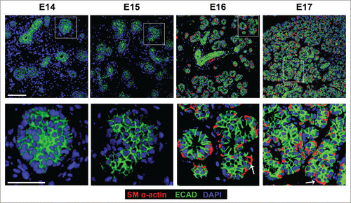 FIGURE 4. In Vivo Morphogenesis and Differentiation of the Myoepithelium in the Developing SMG. E14, E15, E16 and E17 SMGs were removed from embryos, immediately fixed, and subjected to ICC for SM α-actin (red), ECAD (green), and staining for DAPI (blue). The immature OCC epithelial cells do not express detectable SM α-actin until the E16 stage, coincident with the vertically compression that occurs as they differentiate into myoepithelial cells. Scale Bar, 100 µm top panel and 50 µm in bottom panel.