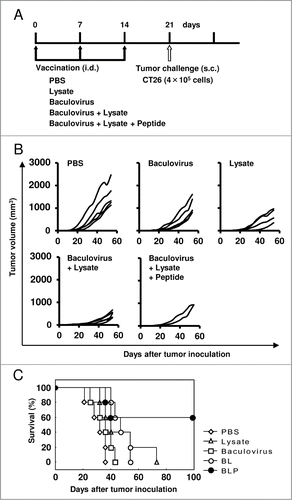 Figure 1. Vaccination with the combination of a peptide, tumor lysate, and baculovirus induces prophylactic tumor resistance. (A) Mice were immunized intradermally with PBS, a tumor lysate alone, baculovirus alone, BL, or BLP once a week for 3 consecutive weeks (n = 5 per group). One week after the final vaccination procedure, CT26 cells (4 × 105) were transplanted subcutaneously. (B) Tumor size measurements. Each line represents an individual mouse. (C) Survival curve. Similar results were obtained in 3 independent experiments.