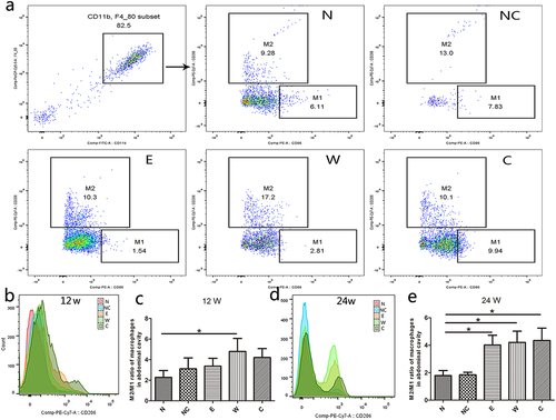 Figure 2. H. pylori infection promotes M2 polarization in peritoneal macrophages. H. pylori-infected mice were sacrificed at the 12th week or 24th week. (a) Flow cytometry was used to detect the peritoneal macrophages, and the extraction efficiency of mice peritoneal macrophages was more than 80%. (b, d) the expression of CD206 in mice peritoneal macrophages. (c, e) the ratio of M2/M1 macrophages. N: mice group with no treatment, NC: mice group treated with PBS, E: mice group treated with H. pylori strain of East Asian type, W: mice group treated with H. pylori strain of Western type SS1, C: mice group treated with CagA- H. pylori. p values were determined by one-way ANOVA, dunnett-adjusted; error bars, SD (n = 6 per group); *p < .05.