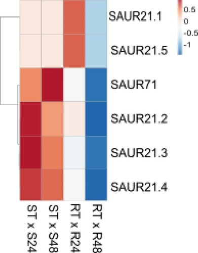 Figure 6 . Expression profile of differentially expressed SAUR genes in the Theobroma grandiflorum–Moniliophthora perniciosa interaction. Heatmap of variation in SAURs expression in intra-genotype analysis. The color scale presents unit variance, with down- and upregulated genes under different conditions indicated in blue and red, respectively. R = resistant, S = susceptible, RT and ST = non-inoculated controls, R24 and S24 = 24 HAI, R48 and S48 = 48 HAI.