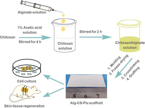 Figure 1 Schematic of preparation for fabrication of Alg-CS-Flu scaffolds.