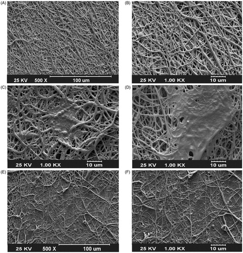 Figure 1. SEM images. (A and B) Dex-embedded PEO nanofibers composited to PCL (PEO/Dex-PCL) at two magnifications. (C) MSCs seeded PEO/PCL and (D) PEO/Dex-PCL at day 7 and (E) MSCs seeded PEO/PCL and (F) PEO/Dex-PCL at day 21.