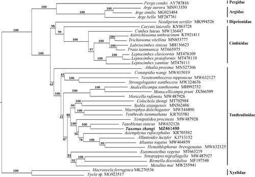 Figure·1. Phylogenetic tree based on the combination of 13 PCGs. Numbers at the left of nodes are bootstrap support values. The accession number of each species is indicated after the Latin name.