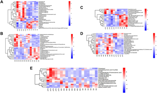 Figure 4 Heatmap of fecal differential metabolites in positive and negative ion mode. Red indicates highly expressed, and blue indicates expressed at a low level. (A) SC and CLP group (positive ion mode). (B) GM group and CLP group (positive ion mode). (C) SC and CLP group (negative ion mode). (D) GM group and CLP group (negative ion mode). (E) Heatmap of common differential metabolites of the three groups.