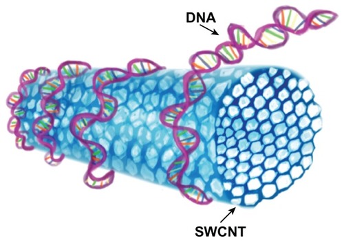 Figure 3 DNA wrap around single-walled carbon nanotubes (SWCNTs) to form tight helices, forming noncovalent conjugates with CNTs.