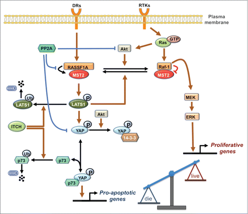 Figure 1. The integrated MST2/Hippo-Raf-1 signaling network schematic diagram. Normal and blunt arrows represent positive and negative regulations, respectively. DRs: Death Receptor, RTKs: Receptor Tyrosine Kinases.