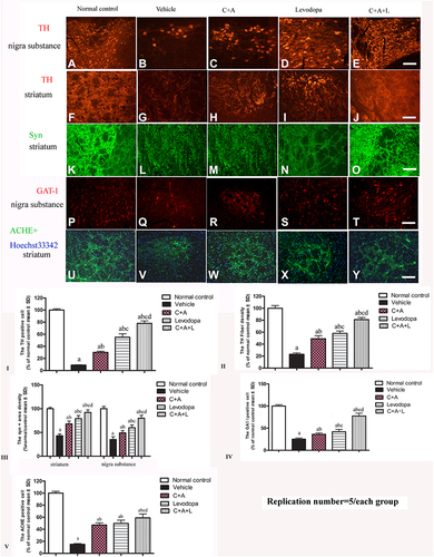 Figure 8 (A–J) Expression of TH in the SN and striatum. (A and F) control; (B and G) MPTP; (C and H) MPTP and C16+Ang-1; (D and I) MPTP and levodopa; (E and J) MPTP and C+A+L; (K–O) Expression of Syn in the striatum. Staining of Syn (green) in the striatum, (K) control; (L) MPTP; (M) MPTP and C16+Ang-1; (N) MPTP and levodopa; (O) MPTP and C+A+L; (P–T) Expression of GAT-1 in the nigra substance. (P) control; (Q) MPTP; (R) MPTP and C16+Ang-1; (S) MPTP and levodopa; (T) MPTP and C+A+L; (U–Y) Expression of ACHE in the striatum. (U) control; (V) MPTP; (W) MPTP and C16+Ang-1; (X) MPTP and levodopa; (Y) MPTP and C+A+L; Scale bar = 100 µm. (I–V) quantification of TH+ cells in the SN (I), TH+ fibers in the striatum (II), Quantification of Syn+ area (III), quantification of GAT-1+ cells (IV), and quantification of ACHE+ cells (V).a, P < 0.05 versus control; b, P < 0.05 versus vehicle group; c, P < 0.05 versus C16+Ang-1 treated group; d, P < 0.05 versus levodopa-treated group.