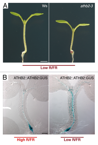 Figure 1.ATHB2 is rapidly induced by low R/FR and required for shade-induced elongation. A) Wild-type (Ws) and athb2–328 (Ws) seedlings grown for 4 d in a light (L)/dark (D) cycle (16/8 h) in high R/FR, and then transferred to low R/FR under the same L/D regimen for 6 d (Low R/FR). No significant difference was observed in hypocotyl length in athb2-3 seedlings grown for 4 d in High R/FR relative to wild type (n ≥ 20). By contrast, athb2-3 seedlings elongate significantly less than wild type in Low R/FR (Ws:3.282 ± 0.078 mm; athb2-3:2.594 ± 0.101; n ≥ 30; P < 0.01). Bar: 1 mm. B) Histochemical localization of GUS activity in ATHB2::ATHB2:GUSCitation28 seedlings grown for 4 d in a L/D cycle (16/8 h) in high R/FR (High R/FR), and then exposed to low R/FR under the same L/D regimen for 2 h (Low R/FR). Bar: 0.1 mm. Growth conditions, light settings and GUS staining procedure were as previously reported.Citation19