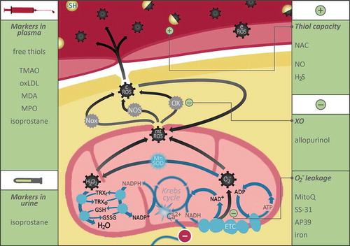 Figure 2. Oxidative stress in heart failure: mechanisms, markers and therapeutic concepts.Simplified representation of the mechanisms causing oxidative stress in HF. MtROS production is linked to metabolic dysfunction through defective mitochondrial Ca2+ homeostasis. This impedes activation of the Krebs cycle, which in turn disturbs regeneration of NADH to supply the ETC with electrons and NADPH required for adequate antioxidant capacity. The consequent oxidative stress leads to a vicious circle of increased O2− leakage from the ETC and aggravated metabolic dysfunction. MtROS stimulates ROS production by cytosolic sources (cROS) and vice versa. The contribution of specific cell types, such as endothelial cells (producing eROS) may vary based on underlying disease mechanisms. Plasma and urine markers of oxidative stress are listed in the left panels. Therapeutic targets include O2− leakage (lower right panel), XO (middle right panel) and thiol capacity (upper right panel). ADP: adenosine diphosphate; ATP: adenosine triphosphate; Ca2+: calcium ions; cROS: cytosolic ROS; eROS: endothelial ROS; ETC: electron transport chain; GSH, GSSG: reduced and oxidized forms of glutathione; H2O: water; H2O2: hydrogen peroxide; H2S: hydrogen sulfide; MDA: malondialdehyde; MnSOD: manganese-dependent superoxide dismutase; MPO: myeloperoxidase; mtROS: mitochondrial ROS; NAC: N-acetylcysteine; NAD+, NADH: oxidized and reduced forms of nicotinamide adenine dinucleotide; NADP+, NADPH: oxidized and reduced forms of nicotinamide adenine dinucleotide phosphate; NO: nitric oxide; NOS: NO synthase; Nox: NADPH oxidase; oxLDL: oxidized low-density lipoprotein; ROS: reactive oxygen species; TMAO: trimethylamine-N-oxide; TRXr, TRXo: reduced and oxidized forms of thioredoxin; O2−: superoxide; XO: xanthine oxidase; -SH: thiol.
