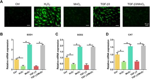 Figure 4 Antioxidant activity of TGF-β3/MnO2 NPs. (A) Representative fluorescent images of NPCs stained with DCFH-DA in the Ctrl, H2O2, MnO2, TGF-β3, and TGF-β3/MnO2 groups, respectively. (B–D) qPCR analyses of the relative expression of the SOD1, SOD2, and CAT genes of the NPCs in Ctrl, H2O2, MnO2, TGF-β3, and TGF-β3/MnO2 groups, respectively. *, p<0.05.