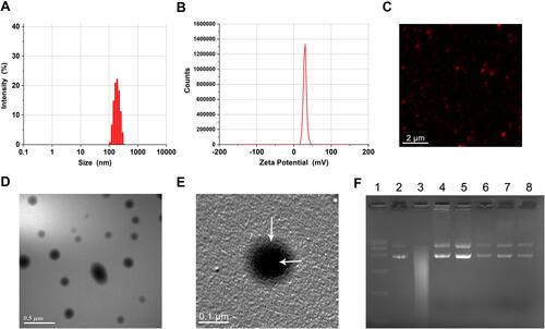 Figure 1 Characterization of nanoparticles.
