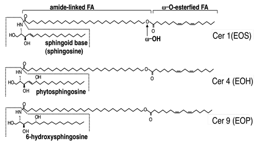 Figure 1 Structures of AcylCer. Abbreviation for Cer structures are according to Robson et al. and Motta et al. N, A and EO indicate amide-linked FA species: N, non-OH FA; and EO, ω-O-esterified FA. A, S, P and H indicate sphingoid base structures: S, sphingosine (or sphingenine); P, 4-hydroxysphinganine (or phytosphingosine); and H, 6-hydroxysphingosine (or 6-hydroxysphingenine). Late stages of differentiated keratinocytes produce heterogeneous Cer molecules (at least ten species) due to different combination of sphingoid base and amide-linked FA species, while acylCer are unique to the epidermis.