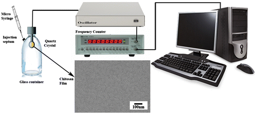 Figure 1. Schematic illustration of QCM detection system and the SEM of the Cs film.