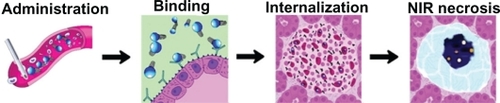 Figure 7 Schematic illustration of HSA-MWCNT-mediated ablation of pancreatic cancer.Abbreviation: NIR, near infrared.