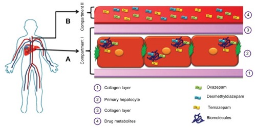 Figure 1 A hypothetical two-compartment model of drug metabolite quantification to compare the in vivo hepatic blood situation and plasma circulation, with special reference to drug metabolite detection during biotransformation. (A) matrix phase (inside the human hepatocytes: Compartment I) compared to the interior of the in vivo hepatocyte cells and (B) supernatant (Compartment II) compared to blood plasma, as in vivo hepatocytes have direct contact with human plasma – hepatocytes can extract oxygen and nutrients and detoxify chemicals in the plasma, and their metabolites pass into the plasma.Note: Preclinical drug screening assessment tests that utilize this two-compartment strategy may facilitate safer registration of new drug candidates.