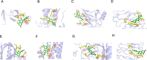 Figure 10 Molecular Docking Analysis. (A) AKT1 with quercetin; (B) IL-6 with quercetin; (C) TP53 with quercetin. (D) TLR4 with quercetin. (E) AKT1 with kaempferol. (F) IL-6 with kaempferol. (G) TP53 with kaempferol. (H) TLR4 with kaempferol. The hydrogen bonds were indicated by dashed lines and the length was added around the lines.