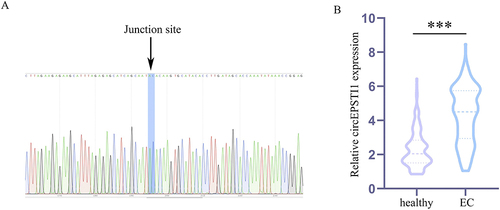 Figure 1 Patients with EC exhibit elevated serum levels of circEPSTI1. (A) The genomic loci of circEPSTI1 and the Sanger sequence of junction site of circEPSTI1. (B) Serum samples from EC patients and healthy subjects were assessed to compare serum circEPSTI1 expression, which was found to be elevated in individuals diagnosed with EC. ***P<0.001.