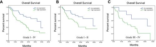 Figure 4 Kaplan–Meier survival curve for the patients with different glioma grades and KLF11 expression. (A) Kaplan–Meier survival curve for all the patients with gliomas (n = 116). (B) Kaplan–Meier survival curve for patients with low-grade gliomas (n = 71). (C) Kaplan–Meier survival curve for patients with high-grade gliomas (n = 45).