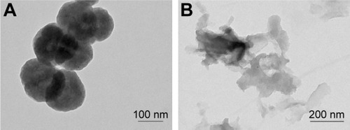 Figure 1 TEM images of BNNSs and BN-800-2.Notes: BNNSs (A) and BN-800-2 (B) in water after sonication.Abbreviations: TEM, transmission electron microscopy; BNNSs, boron nitride nanospheres; BN-800-2, highly water-soluble boron nitride.