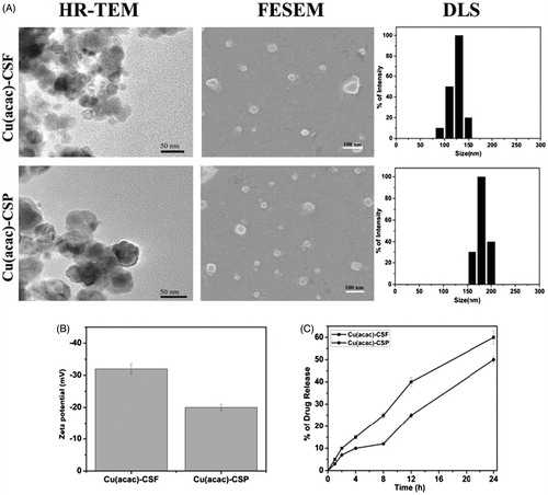 Figure 4. (A) Particle size determination of Chitosan nanoparticle conjugated with folic acid (CSF)/conjugated with peptide (CSP) by high resolution transmission electron microscope (HR-TEM), scanning electron microscope (FESEM), dynamic light scattering. (B) surface charge determination by zeta potential, (C) percentage of drug release by the CSF and CSP NPs. (Reprinted from Ref. [Citation54] Copyright 2016, with permission from Elsevier.)