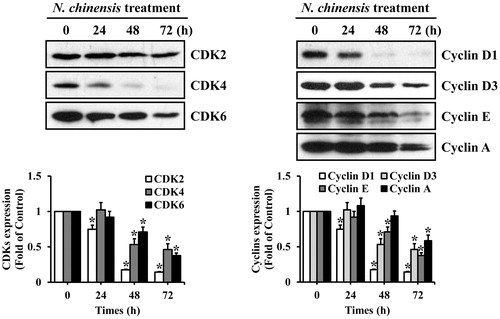 Figure 5. The effect of N. chinensis on the expression of the cell cycle-related proteins in HL-60 cells. The cells were harvested at the indicated times after incubation with 100 μg/ml of N. chinensis. Cells were lysed, and the supernatants were subjected to Western blot analysis using anti-CDK2, anti-CDK4, anti-CDK6, anti-cyclin D1, anti-cyclin D3, anti-cyclin E, and anti-cyclin A antibodies. The density of band was quantitated by densitometry using Bio-Rad Quantity One software (Bio-Rad, Hercules, CA). Values are means ± SD, N = 3. *p < 0.05 versus the untreated control group.