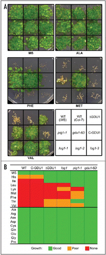 Figure 2 Effect of externally applied amino acids on the growth of pig1-1 and GDU1 overexpressing plants. Seeds were surface sterilized and grown for three weeks on Murashige and Skoog medium (MS, Duchefa) containing 10 mmol/l of the various amino acids (except lysine: 5 mmol/l). (A) Example of growth test for five amino acids. (B) Qualitative summary of the growth on the various media. WS (Wassilewskija) is the wild type corresponding to the pig1-1 mutant while Col-7 is the wild type for all other lines.