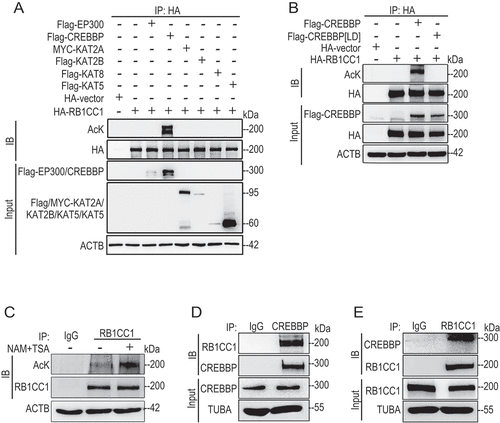 Figure 1. RB1CC1 is acetylated by CREBBP and associates with the acetyltransferase. (A) HEK293T cells were co-transfected with expression vector for HA-RB1CC1 and vectors encoding MYC-tagged KAT2A/GCN5 (lysine acetyltransferase 2A) or Flag-tagged EP300/p300, CREBBP, KAT2B/PCAF (lysine acetyltransferase 2B), KAT8/MOF (lysine acetyltransferase 8) or KAT5/Tip60 (lysine acetyltransferase 5), as indicated. Cell lysates were immunoprecipitated by anti-HA and analyzed for acetylation of HA-RB1CC1 by immunoblotting with a pan-acetyl lysine antibody (AcK) or anti-HA antibody in top two panels. Cell lysates were also analyzed directly by immunoblotting with various antibodies, as indicated for bottom 3 panels. (B) MCF7 cells were co-transfected with expression vector for HA-RB1CC1 and vectors encoding Flag-tagged CREBBP or CREBBP[LD] mutant, as indicated. Cell lysates were immunoprecipitated by anti-HA and analyzed for acetylation of HA-RB1CC1 by immunoblotting with anti-AcK or anti-HA antibody in top two panels. Cell lysates were also analyzed directly by immunoblotting with various antibodies, as indicated for bottom 3 panels. (C) MCF7 cells were treated with or without a combination of inhibitors for HDACs (all 3 classes) nicotinamide (NAM, 5 mM for 4 h) and trichostatin A (TSA, 0.5 μM for 16 h). Cell lysates were immunoprecipitated by control immunoglobulin G (IgG) or anti-RB1CC1 antibodies and then analyzed by immunoblotting with different antibodies, as indicated. (D and E) Cell lysates from MCF7 cells were immunoprecipitated by control immunoglobulin G (IgG) (D and E), anti-CREBBP (D), or anti-RB1CC1 (E) antibodies. The immunoprecipitates (top two panels) or cell lysates (bottom two panels) were then analyzed by immunoblotting with the indicated antibodies.