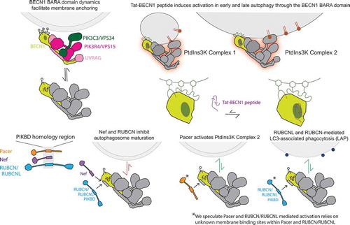 Figure 1. Model for regulation of PtdIns3K via the BECN1 BARA domain. The concepts for the activation of PtdIns3K-C2 by RUBCNL, and by RUBCN in LAP, are based on the known presence of the PIKBD in RUBCNL and RUBCN, and the known cellular functions of these proteins. However, the presence of additional membrane targeting domains in RUBCNL and RUBCN is speculative, as is the putative ability of these proteins to target PtdIns3K-C2 to membranes under some conditions.