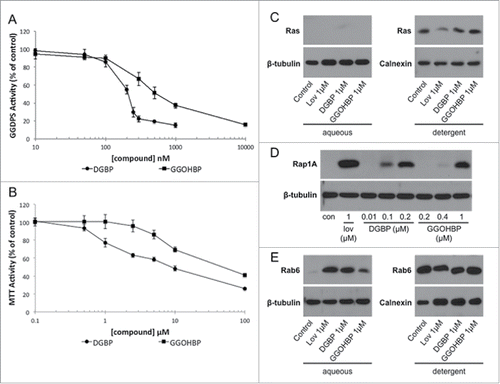 Figure 2. Novel compound GGOHBP inhibits Rap1A and Rab6 geranylgeranylation without altering Ras farnesylation (a) GGDPS enzyme inhibition and (b) MTT activity of the luciferase-expressing PC-3 cell line following 48 hr treatment with the indicated concentrations of each compound. Representative Western blot analysis of (c) Ras, (d) Rap1A, and (e) Rab6 following 48 hr treatment with the indicated concentrations of each compound in the luciferase-expressing PC-3 cell line. The anti-Ras and anti-Rab6 antibodies detect the unprenylated (aqueous) and prenylated (detergent) forms of Ras and Rab6, requiring separation by TX-114 detergent. The anti-Rap1A antibody detects the unprenylated form of Rap1A. Experiments were performed in triplicate. Error bars indicate standard deviation.