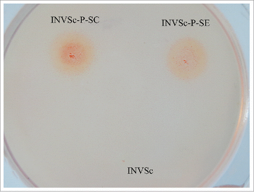 Figure 2. Screening recombinants by using Modified YPD-CMC Plates. Recombinant S. cerevisiae INVSc-P-SC, recombinant S. cerevisiae INVSc-P-SE, and wild type S. cerevisiae INVSc. The recombinants were identified by a halo around the colony, which was detected by Congo red dye.