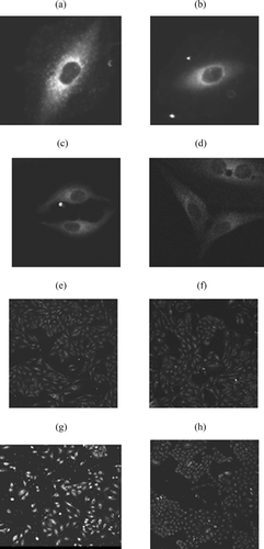 FIG. 2 Confocal images of A549 cells after treatment with 6-coumarin nanoparticles. (a), (c), (e) and (g) are images after treatment with WGA-NPs and (b), (d), (f) and (h) are images after treatment with unconjugated NPs at 5, 10, 15, and 20 min, respectively.