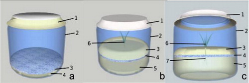 Figure 1. Illustration of the double-phase solid–liquid medium preparation and plant culture. (a) 1 – cover; 2 – flask; 3 and 4 – WPMS medium with perlite at the top. (b and c) 3 and 4 – WPMS medium with perlite facing down, 5 – WPML, 6 – plantlet; and 7 – root (Patent INPI N° 105239).