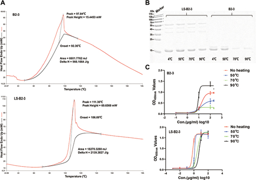 Figure 5 Nanobodies conjugated to the nanoplatform have good thermal stability. (A) DSC analysis of B2-3 and LS-B2-3. (B) SDS-PAGE of B2-3 and LS-B2-3 after heating at different temperatures. (C) Measurement of the binding ability of B2-3 and LS-B2-3 after heating at different temperatures using indirect ELISA.