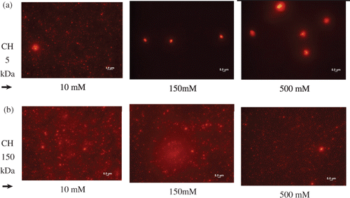 Figure 4. (Colour online) Photomicrographies of nanoparticles prepared with of rhodamine-labelled CH 5 kDa and CH 150 kDa at pH 6.3, N/P 5.0 and increasing ionic strengths.