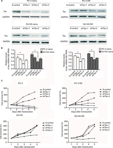 Figure 2 Tau knockdown reduces prostate cancer cell growth.