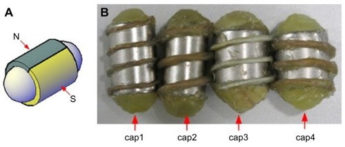 Figure 1 Poles of magnet ring (A) and fabricated capsules (B).