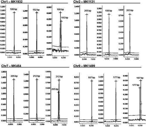 Figure 1. A set of polymorphic marker fragments visualized by high-resolution capillary electrophoresis. Electropherograms of different size alleles amplified from carrot landraces are displayed for each marker. Primer sequences of markers can be accessed at https://figshare.com/articles/Marker_data/8593337/2.