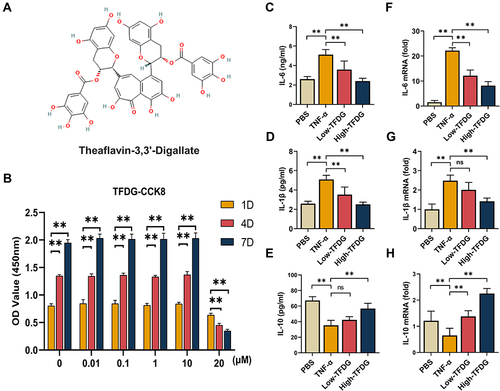 Figure 2 TFDG reduced the inflammatory cytokines in vitro. (A) 2D structure of TFDG. (B) Cell viability of BMMs treated with 0, 0.01, 0.1, 1, 10 and 20μM of TFDG for 1day, 4days and 7days. (n=5 per group) (**p<0.01 compared with 1day OD value.) (C–E) IL-6, IL-1β and IL-10 of BMMs supernatant were analyzed with ELISA. (n=5 per group) (F–H) IL-6, IL-1β and IL-10 of BMMs were analyzed with Real-time quantitative PCR. (n=5 per group.) (**p<0.01 compared with the TNF-α group).