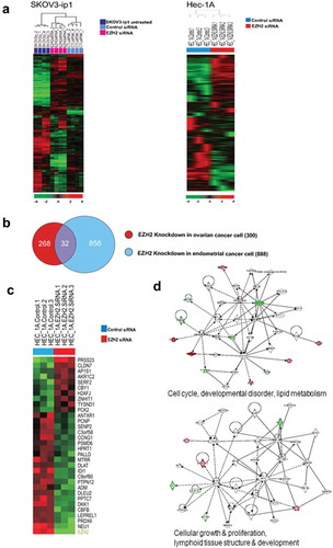 Figure 5. Differentially expressed genes between control siRNA and EZH2 siRNA treated SKOV3-ip1 and Hec-1A cells. (a) Hierarchical clustering of gene expression data from of SKOV3 and HEC-1A cells treated with siRNA. Genes with at least 1.5-fold difference in expression level relative to the median value were selected for hierarchical clustering analysis (647 genes for SKOV3 and 1452 genes for HEC-1A). Data are presented in a matrix format, with rows representing individual gene and columns representing each sample. Each cell in the matrix represents the expression level of a gene feature in an individual sample. Red and green colors in cells reflect the relative high and low expression levels, respectively, as indicated in the scale bar (log 2 transformed scale). (b) Cross comparison of gene lists from two independent statistical tests. Venn diagrams of genes selected by univariate test with multivariate permutation test (10,000 random permutations). Red circle represents genes differentially expressed in ovarian cancer cell experiment. Blue circle represents genes differentially expressed in endometrial cancer cell experiment. We applied a cutoff p-value of less than 0.001 to retain genes whose expression in significantly different between the two groups of cells examined. (c) Expression pattern of selected 32 genes in the Venn diagram. (d) Gene network analysis of the 32 genes. Up- and down- regulated genes in EZH2 silenced cells are indicated by red and green color, respectively. Dotted lines and arrows represent the direction of transcriptional regulation. Solid lines represent known physical interactions between genes connected.