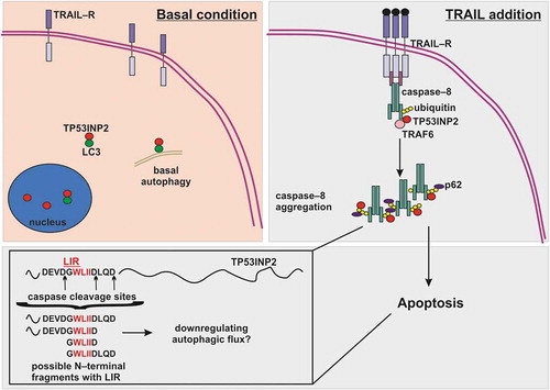 Figure 1. Role TP53INP2 in TRAIL-induced apoptosis. In basal condition TP53INP2 is localized in nucleus or in cytoplasm, where with LC3 has a function in basal autophagy. Upon TRAIL addition, TP53INP2 re-localizes to plasma membrane where acts as a scaffold for caspase-8 ubiquitination by TRAF6. Ubiquitinated caspase-8 is aggregated by p62 and TP53INP2 for its full activation, thus leading to apoptosis. Activated caspase-8 and effector caspases can cleave TP53INP2 at various aspartates (D) around the LIR sequence. The cleavage of TP53INP2 probably abrogates its function in autophagy and some of the possible N-terminal caspase cleavage fragments with LIR motif might further downregulate autophagy. LC3, Microtubule-associated protein 1A/1B-light chain 3; LIR, LC3 interacting region; TRAIL, Tumor necrosis factor (TNF) related apoptosis inducing ligand; TRAIL-R, TNF related apoptosis inducing ligand receptor; TRAF6, TNF receptor-associated factor 6, TP53INP2, tumor protein p53-inducible nuclear protein 2.