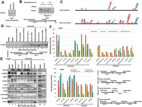 FIG 7 Serum starvation induces Claspin phosphorylation by PI3K pathway. (A) 293T cells were starved for serum for 24 h. The whole cell extracts were analyzed by Western blotting using anti-Claspin antibody. (B) 293T cells were serum-starved for 24 h, released for 14 h and harvested. Triton-soluble extracts were prepared from serum-starved (24 h) cells and from starved-and-released (14 h) cells. They were treated with λPPase for 30 min (+) or untreated (–), and then analyzed by western blotting with anti-Claspin antibody. (C) Phosphorylation sites of Claspin in the nontreated cells and in serum-starved (24 h) cells were determined by mass spectrometry analyses and are shown on the drawing along the polypeptide map. Phosphorylation sites identified are indicated by small bars and numbers. Red and blue numbers indicate those unique to each condition and those common to both conditions, respectively. Three Chk1 binding domains (CKBD) and AP (acidic patch) are shown by yellow boxes and by a purple box, respectively. (D and E) 293T cells were starved for serum for 24 h, and inhibitors shown were added during the last 12 h before the harvest. The whole cell extracts were analyzed by Western blotting with the antibodies indicated. DMSO was added as a control. (F) 293T cells were treated with siControl or siClaspin for 24 h in normal medium (Control), or in serum-free medium (Starvation). Alternatively, cells, after 24 h serum starvation, were released for 12 h (Release 12 h) or 24 h (Release 24 h). Inhibitors, as indicated, or DMSO (control) were added for the final 12 h before the harvest. Cells were observed under microscope and live cell numbers were counted. Experiments were conducted three times and error bars are indicated.