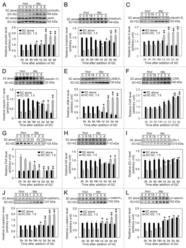 Figure 3. Steady-state TJ and ES protein levels after coculture of germ cells with Sertoli cells. Sertoli cells (SC) were isolated from the testes of 20-d-old rats and seeded onto Matrigel™-coated 12-well plates at 0.5 × 106 cells/cm2. On day 3 in vitro, germ cells (GC) were isolated from the testes of 90-d-old rats, added to Sertoli cells at a Sertoli:germ cell ratio of 1:5 (time 0), and cocultured. Thereafter, cocultures (SC+GC) were terminated at different time points ranging from 0 h to 4 d. The control consisted of Sertoli cells cultured alone and terminated at identical time points. Lysates were obtained, and immunoblotting was performed as detailed in Materials and Methods and Table 2. Immunoblots assessed changes in the steady-state levels of occludin (A), tricellulin (B), claudin-5 (C), claudin-11 (D), JAM-A (E), CAR (F), FAK (G), AR (H), ZO-1 (I), N-cadherin (J), α-catenin (K), and β-catenin (L) after the addition of germ cells. To ensure equal loading of proteins, immunoblots were probed with an anti-actin antibody (A). Immunoblots were scanned to generate composite histograms (A–L). The relative protein level corresponding to Sertoli cells cultured alone at time 0 h (black bar) was arbitrarily set at 1. Each error bar represents a mean ± SD of three to five independent experiments using different batches of Sertoli and germ cells. For statistical analyses, each SC-GC coculture data point was compared with its corresponding control at 0 h (gray bar). * P < 0.05; **, P < 0.01 (Student’s t-test). Table 1 lists the antibodies that were used for this experiment.