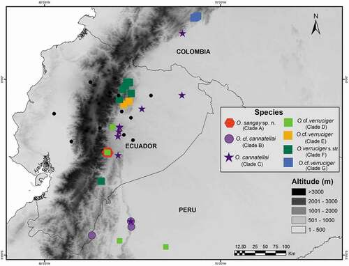 Figure 2. Distribution of the Osteocephalus verruciger-O. cannatellai complex (clades A–G). Localities are based on sequenced specimens from Ecuador, Peru and Colombia deposited at Museo de Zoología of Pontificia Universidad Católica del Ecuador QCAZ, Centro de Ornitología y Biodiversidad CORBIDI, and Natural History Museum University of Kansas. Black points refer to locations visited by Rich Haensch [Citation39], collector of O. verruciger syntypes