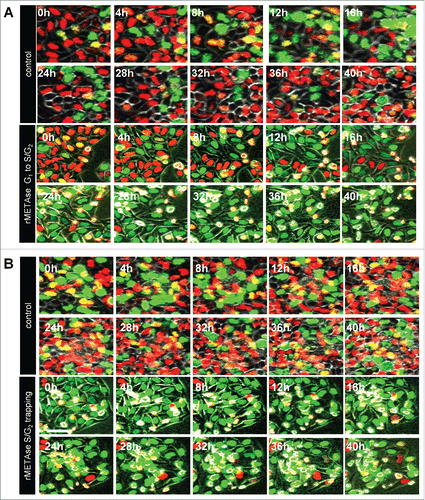 Figure 2. rMETase traps cancer cells in S/G2 phase. Time-course imaging of HeLa-FUCCI cells treated with rMETase. After seeding on 35 mm glass dishes and culture overnight, HeLa-FUCCI cells were treated with rMETase at a dose of 1.0 unit/ml. (A) Kinetics of rMETase trapping of cells in S/G2. (B) Maintenance of rMETase trap in S/G2 over time. All images were acquired with the FV1000 confocal microscope (Olympus, Tokyo, Japan).Citation81 The cells in G0/G1, S, or G2/M phases appear red, yellow, or green, respectively.