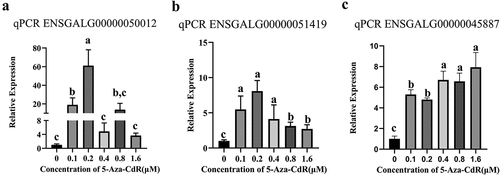Figure 9. Validation of candidate gene expression after 5-Aza-CdR treatment in DF-1 cells by qPCR. (a): ENSGALG00000050012; (b): ENSGALG00000051419; (c): ENSGALG00000045887. Different letters of a, b and c above the bars indicate a statistically significant difference (p < 0.05) among different groups, while the same letters indicate that the difference is not statistically significant (p > 0.05).