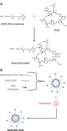 Figure 1 The preparation of iRGD-SSL-DOX.Note: (A)The synthesis of iRGD-PEG-DSPE and (B) the preparation of iRGD-SSL-DOX.Abbreviations: iRGD-SSL-DOX, doxorubicin-loaded iRGD-modified sterically-stabilized liposome; iRGD, tumor-homing peptide; SSL, sterically-stabilized liposome; DOX, doxorubicin; DSPE-PEG-MAL, 1,2-Distearoyl-sn-Glycero-3-Phosphoethanolamine-N-[Maleimide(polyethylene-Glycol)-2000; PEG, polyethylene glycol; DSPE, 1,2-Distearoyl-sn-glycero-3-phosphoethanolamine; EPC, egg phosphatidylcholine.