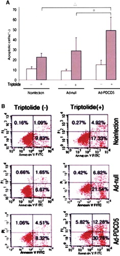 Figure 4. PDCD5 overexpression promotes apoptosis of RAFLS (A) and (B).