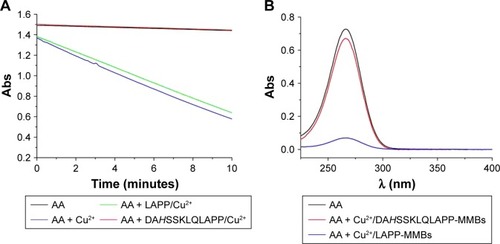 Figure 2 (A) Change of 100 µM AA absorbance as a function of reaction time in the absence and presence of different Cu2+ species. The concentrations of peptide and Cu2+ are 3 and 2 µM, respectively. The absorbance values plotted have excluded that contributed by the buffer and individual peptide. (B) UV–Vis absorption spectra of 50 µM AA before and after incubation with the mixture of Cu2+ (0.5 µM) and peptide-functionalized MMBs.Abbreviations: Abs, absorption; AA, ascorbic acid; MMBs, magnetic microbeads; UV–Vis, ultraviolet–visible.